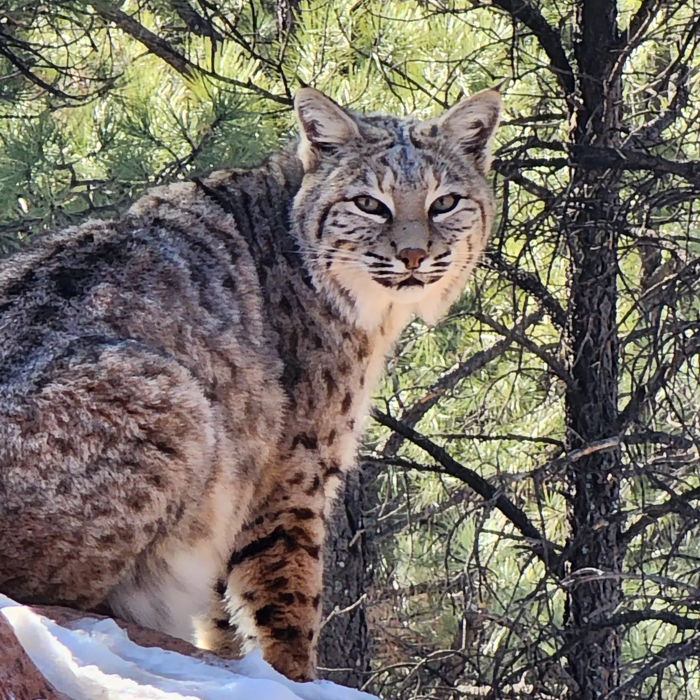 Bobcat at Bearizona 02